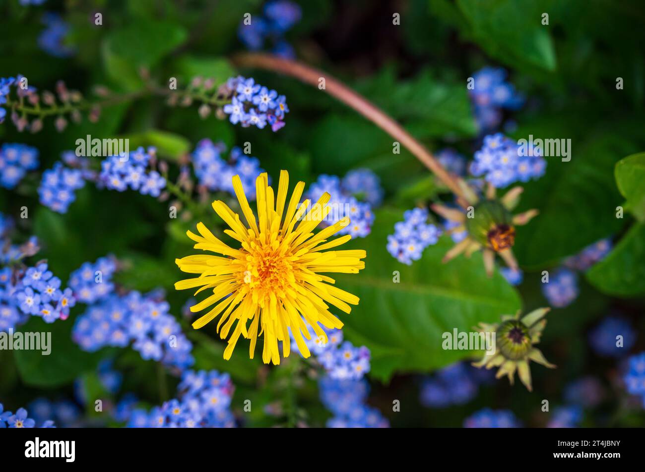 Fleur de pissenlit et petites fleurs bleues de Forget-Me-Not Banque D'Images