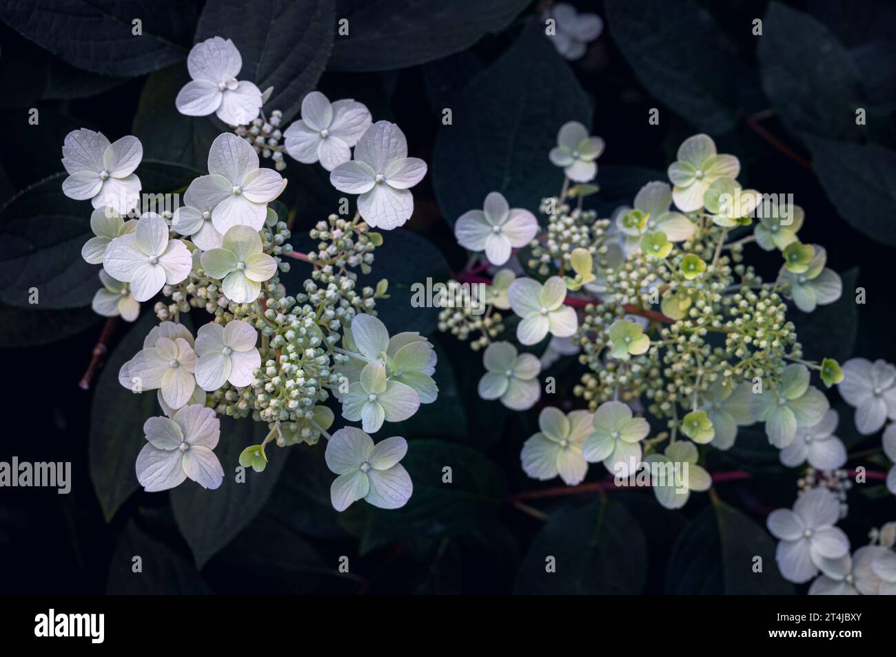 Gros plan de grappe de minuscules fleurs blanches d'hortensia Banque D'Images