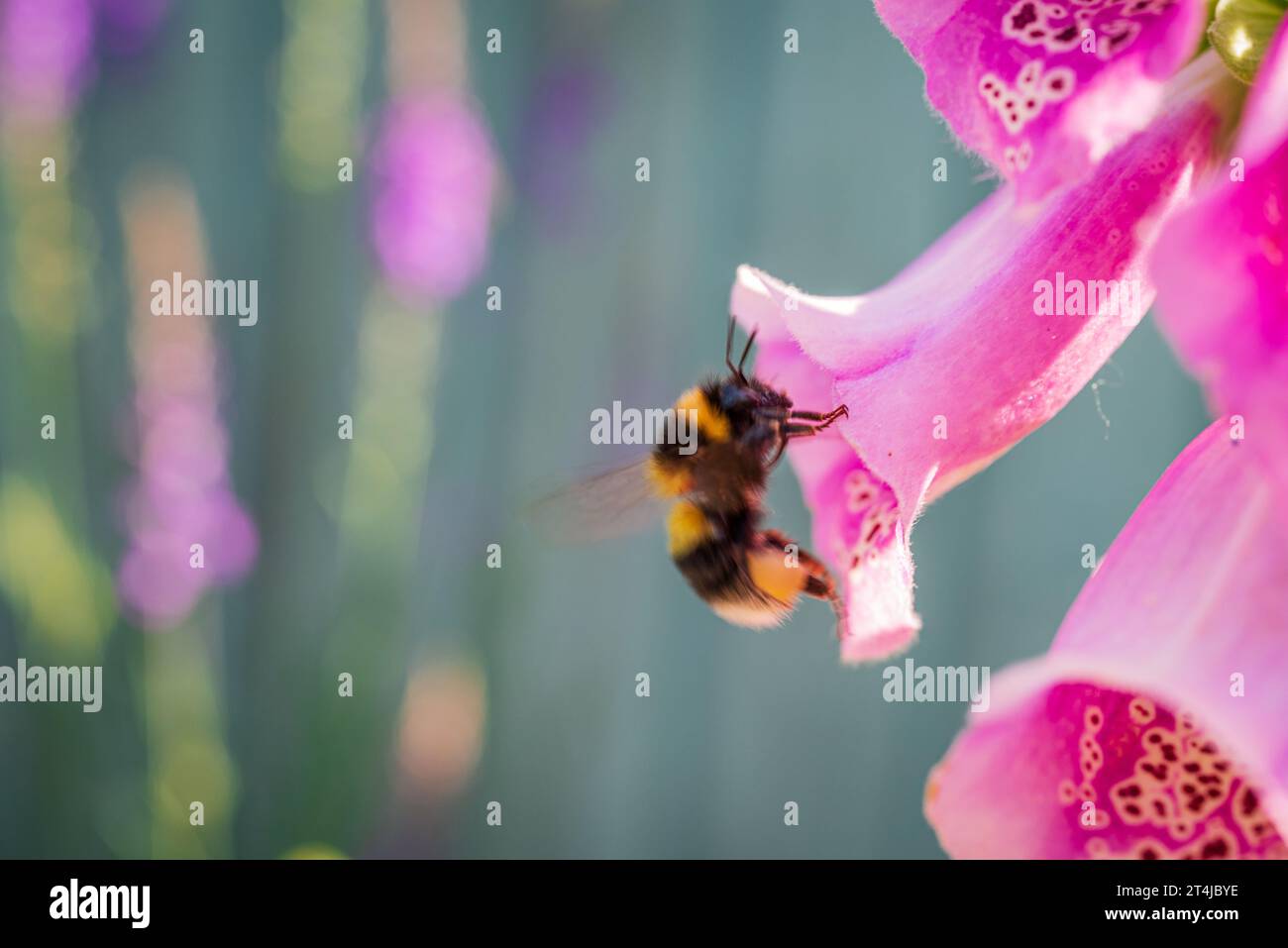 Un bourdon tente d'entrer dans une fleur en cloche Banque D'Images