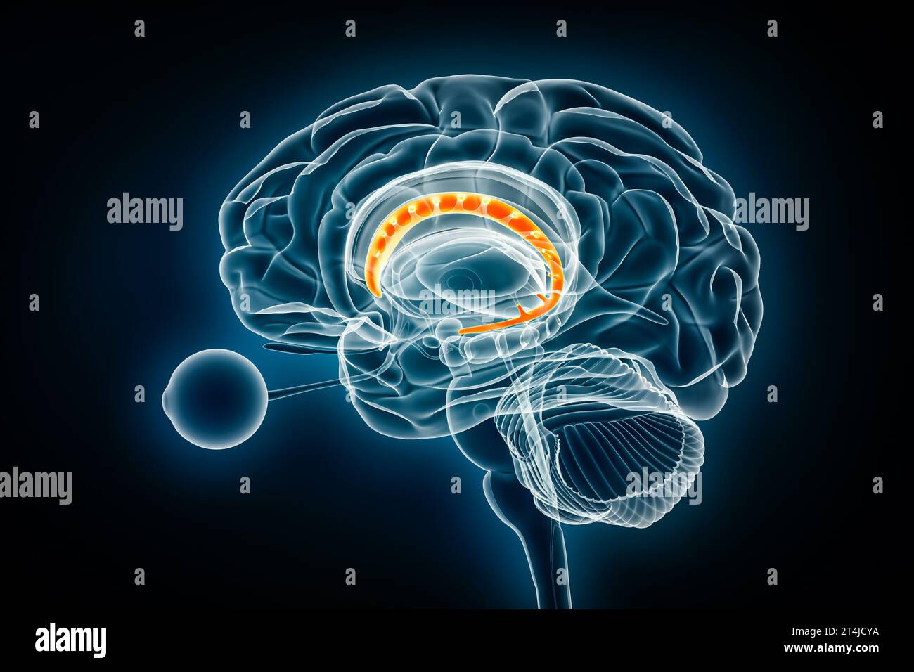Illustration de rendu 3D de la vue radiologique du profil du noyau caudé. Anatomie du cerveau humain et des ganglions de la base, médecine, soins de santé, biologie, science, le neurosciène Banque D'Images