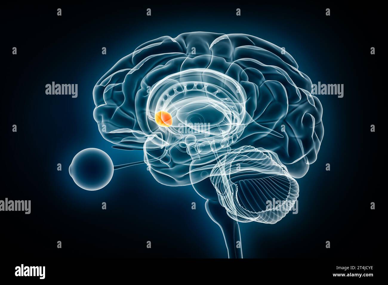 Nucleus accumbens vue radiographique latérale illustration du rendu 3D. Anatomie du cerveau humain et des ganglions de la base, médecine, soins de santé, biologie, science, neurosci Banque D'Images