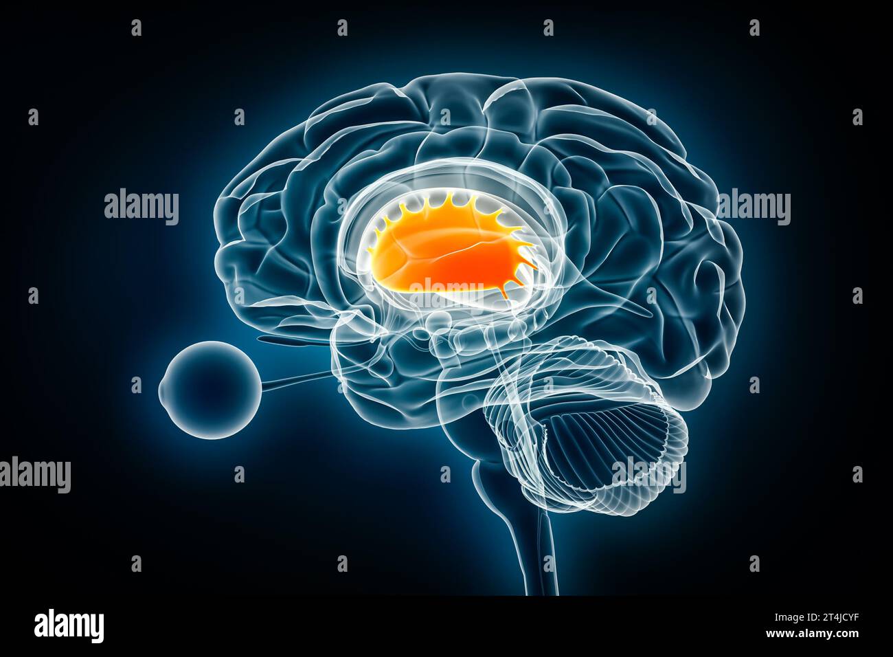 Illustration du rendu 3D de la vue radiographique latérale du putamen. Anatomie du cerveau humain et des ganglions de la base, médecine, soins de santé, biologie, science, neurosciences, neur Banque D'Images