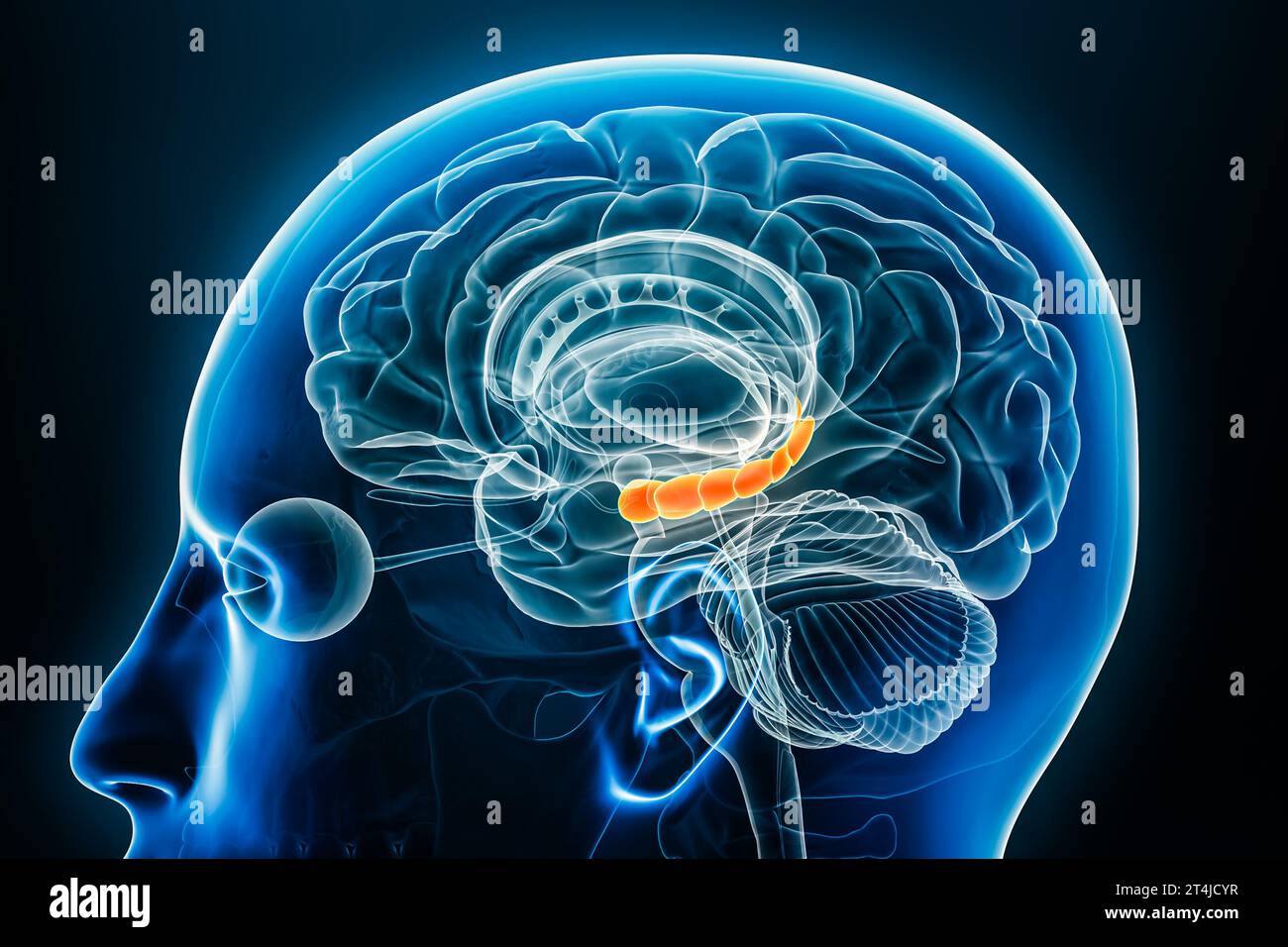 Vue rapprochée du profil radiologique de l'hippocampe illustration de rendu 3D avec contours du corps. Cerveau humain et anatomie limbique, médecine, biologie, science Banque D'Images