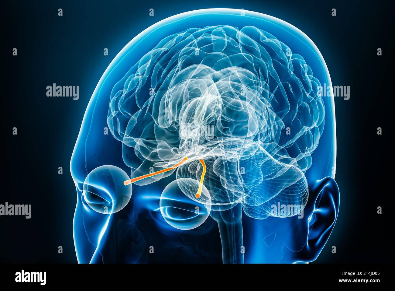 Vue radiologique des nerfs optiques avec illustration de rendu 3D du cerveau. Anatomie du corps humain et du système nerveux, médecine, biologie, sciences, neurosciences, ne Banque D'Images