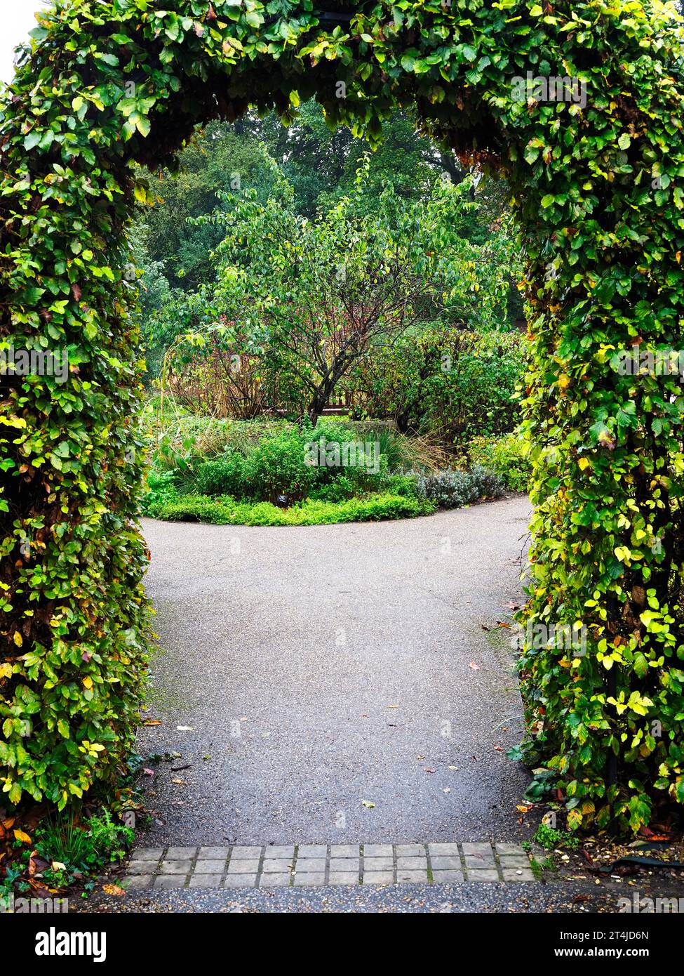 Arche de hêtre menant au Edible Garden au Museum Gardens City of York Yorkshire Angleterre Banque D'Images