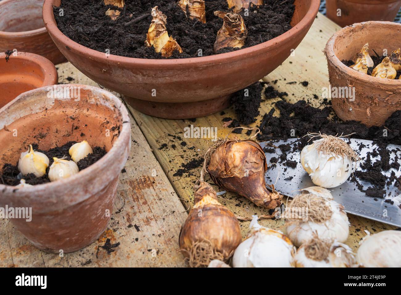 Bulbes de printemps prêts à être plantés en pots Banque D'Images