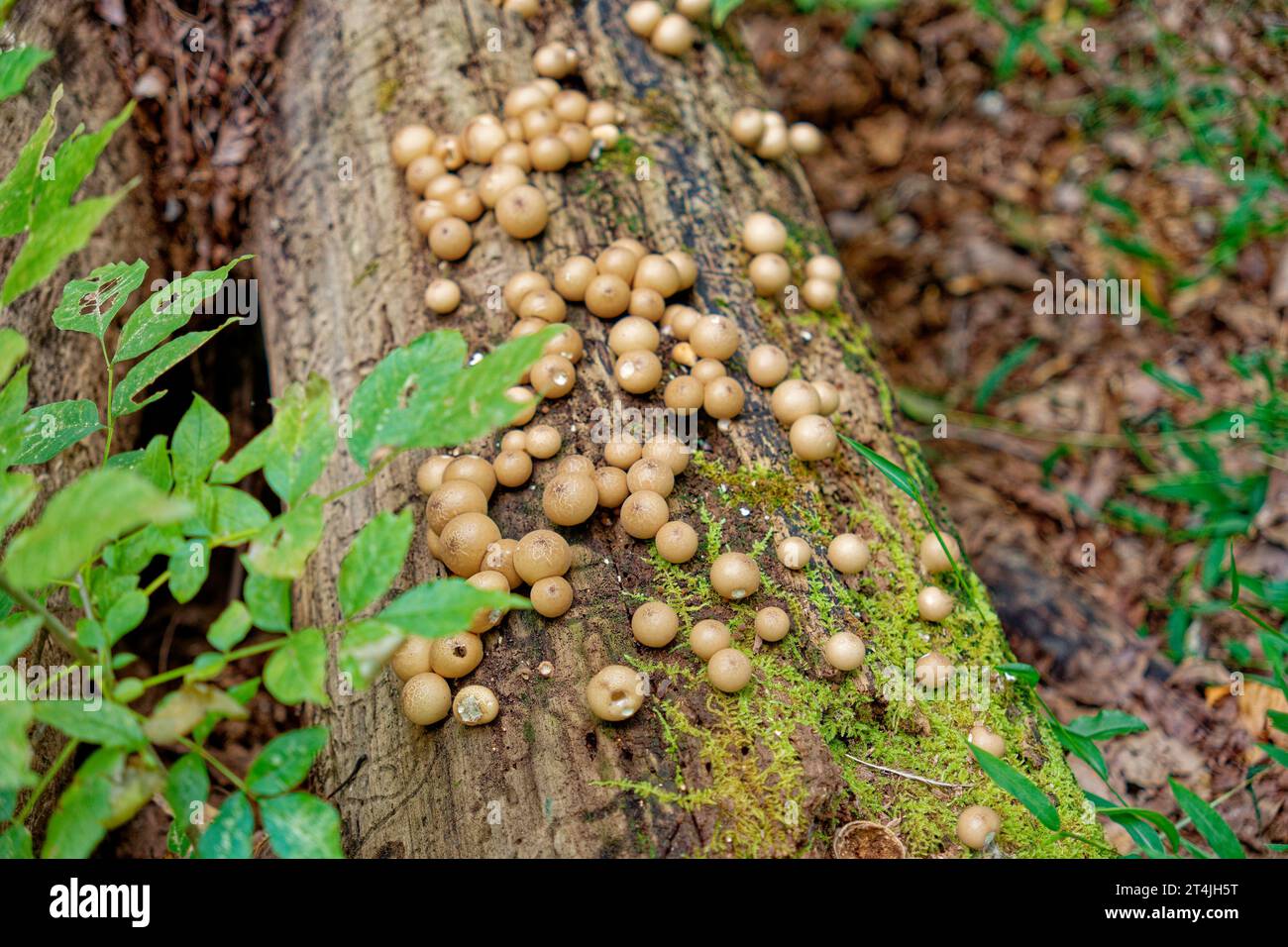 Champignons de champignon rond attachés poussant à partir de la bûche en décomposition en grappes vue rapprochée dans la forêt en automne Banque D'Images