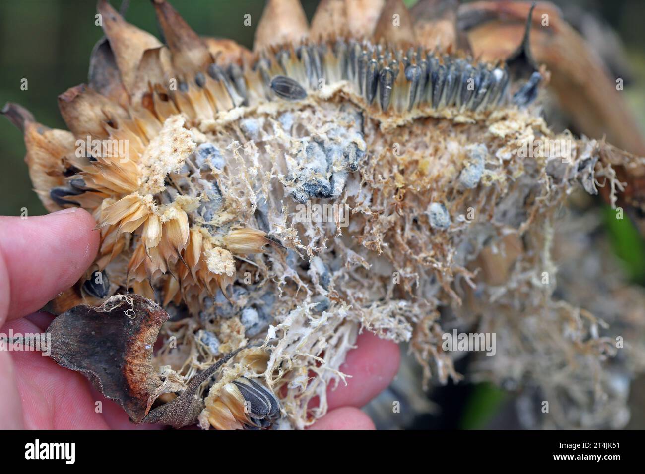 ​​​​​​​​​​Sclerotinia sclerotiorum maladies de Sunflower​ (moisissure blanche). Pourriture de la tête de Sclerotinia. Sclérotes produites par un pathogène visible. Banque D'Images