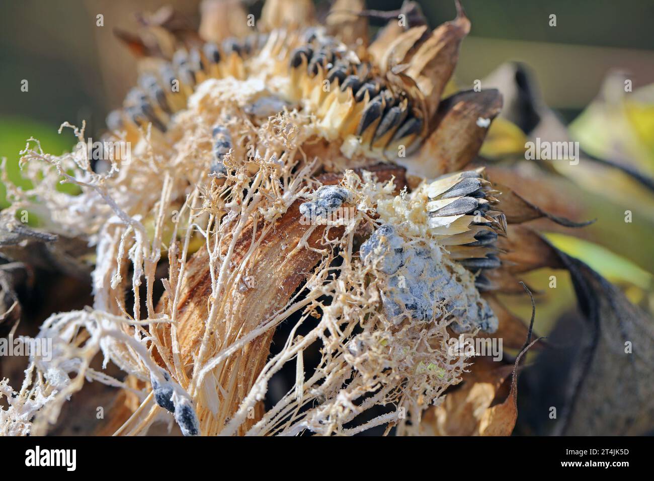 ​​​​​​​​​​Sclerotinia sclerotiorum maladies de Sunflower​ (moisissure blanche). Pourriture de la tête de Sclerotinia. Sclérotes produites par un pathogène visible. Banque D'Images