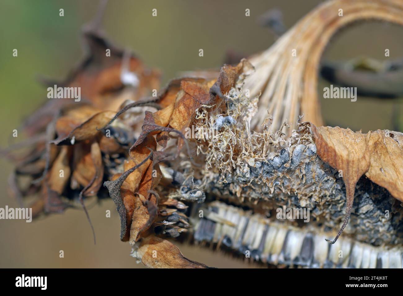 ​​​​​​​​​​Sclerotinia sclerotiorum maladies de Sunflower​ (moisissure blanche). Pourriture de la tête de Sclerotinia. Sclérotes produites par un pathogène visible. Banque D'Images