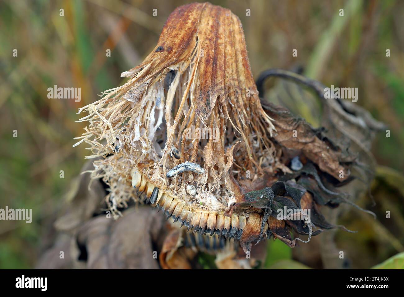 ​​​​​​​​​​Sclerotinia sclerotiorum maladies de Sunflower​ (moisissure blanche). Pourriture de la tête de Sclerotinia. Sclérotes produites par un pathogène visible. Banque D'Images