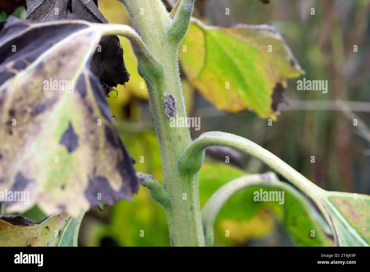 Symptômes de maladie et d'infection sur une plante de tournesol. Banque D'Images