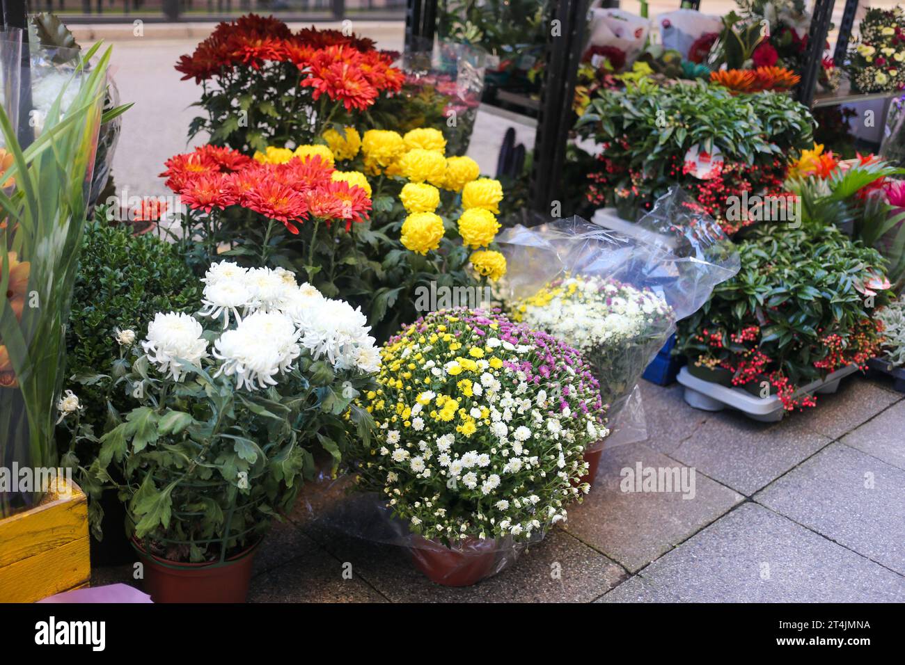 Oviedo, Espagne, 31 octobre 2023 : divers types de fleurs pendant les Floristes se préparent pour la Toussaint, le 31 octobre 2023, à Oviedo, Espagne. Crédit : Alberto Brevers / Alamy Live News. Banque D'Images