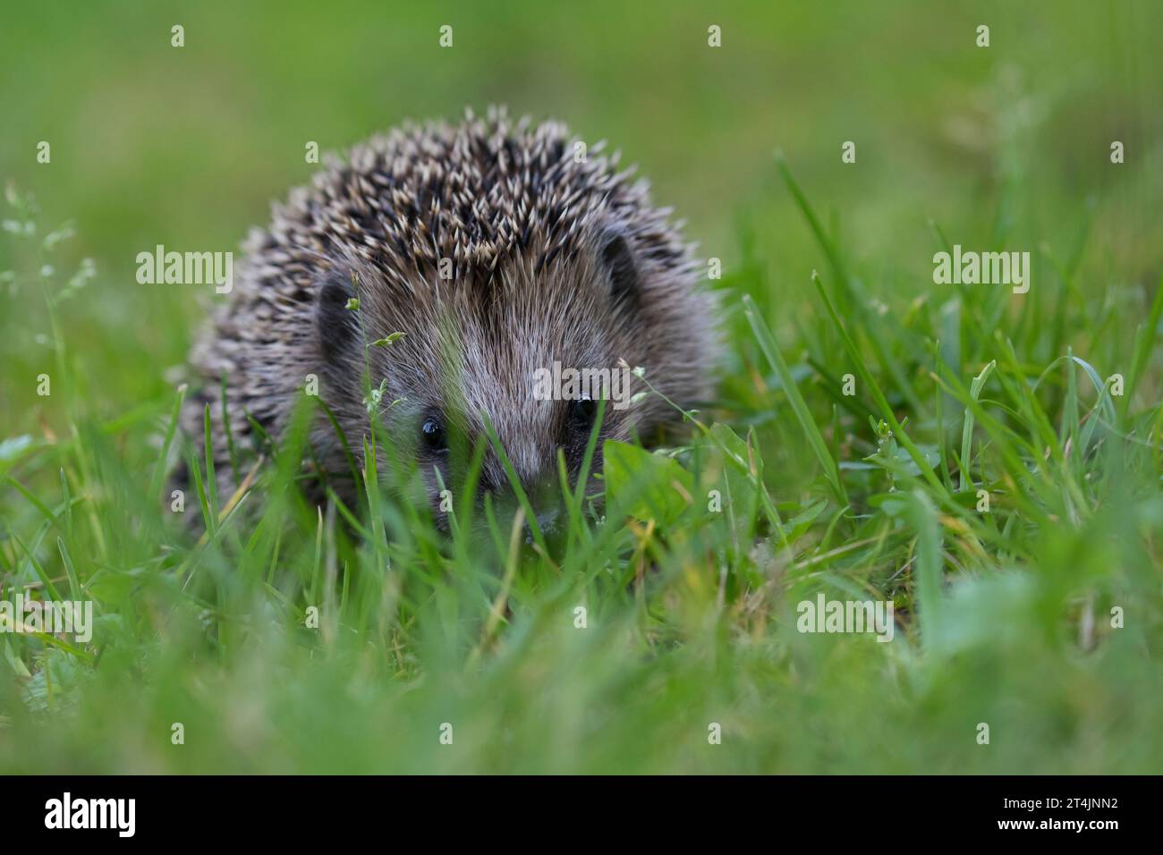 IGEL, Europäischer Igel, Westigel, Braunbrustigel, West-Igel, Braunbrust-Igel, erinaceus europaeus, hérisson, hérisson occidental, hérisson européen, le Banque D'Images