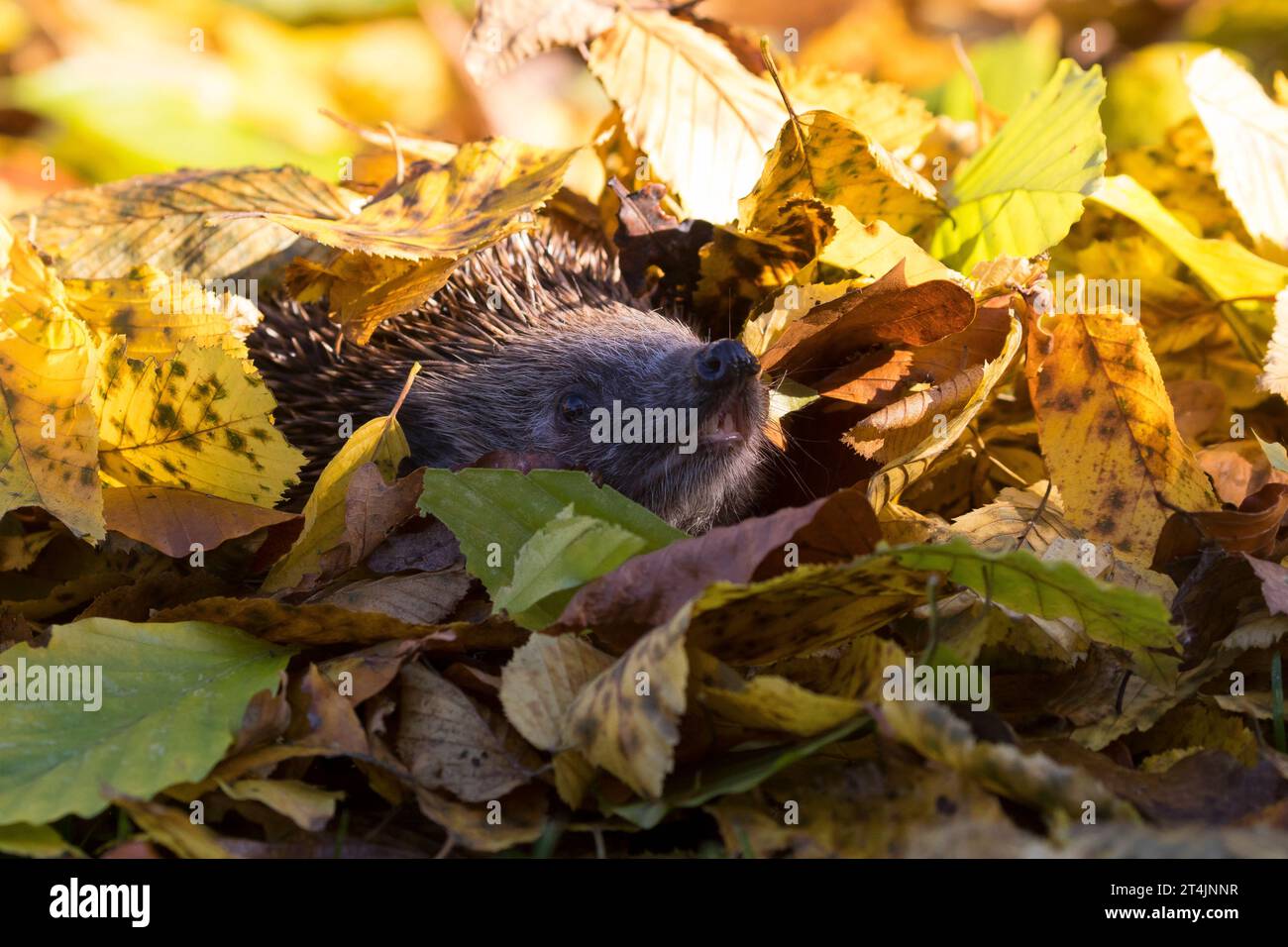 IGEL, im Laub, Herbstlaub, Falllaub, Blätter, Europäischer Igel, Westigel, Braunbrustigel, West-Igel, Braunbrust-Igel, Erinaceus europaeus, hérisson, Banque D'Images