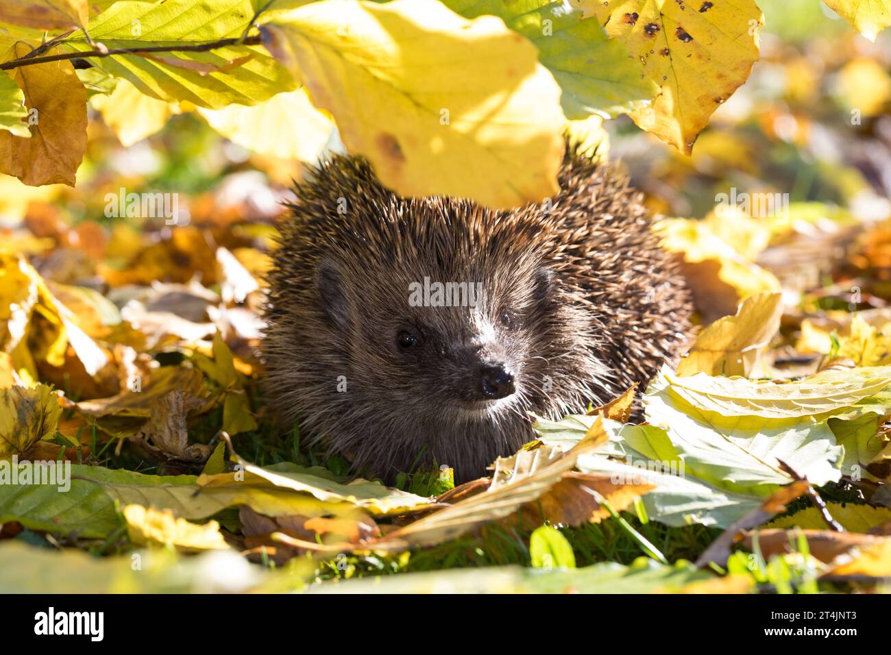 IGEL, im Laub, Herbstlaub, Falllaub, Blätter, Europäischer Igel, Westigel, Braunbrustigel, West-Igel, Braunbrust-Igel, Erinaceus europaeus, hérisson, Banque D'Images