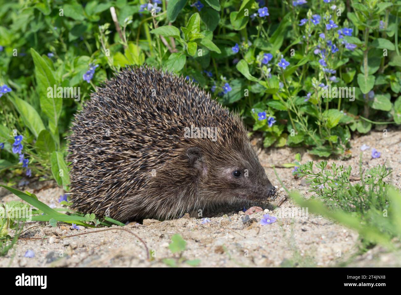 IGEL, Europäischer Igel, Westigel, Braunbrustigel, West-Igel, Braunbrust-Igel, erinaceus europaeus, hérisson, hérisson occidental, hérisson européen, le Banque D'Images