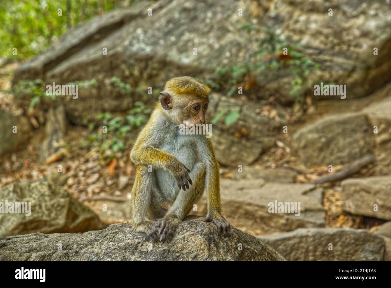 Famille de singes sauvages dans la forêt du Sri Lanka Banque D'Images