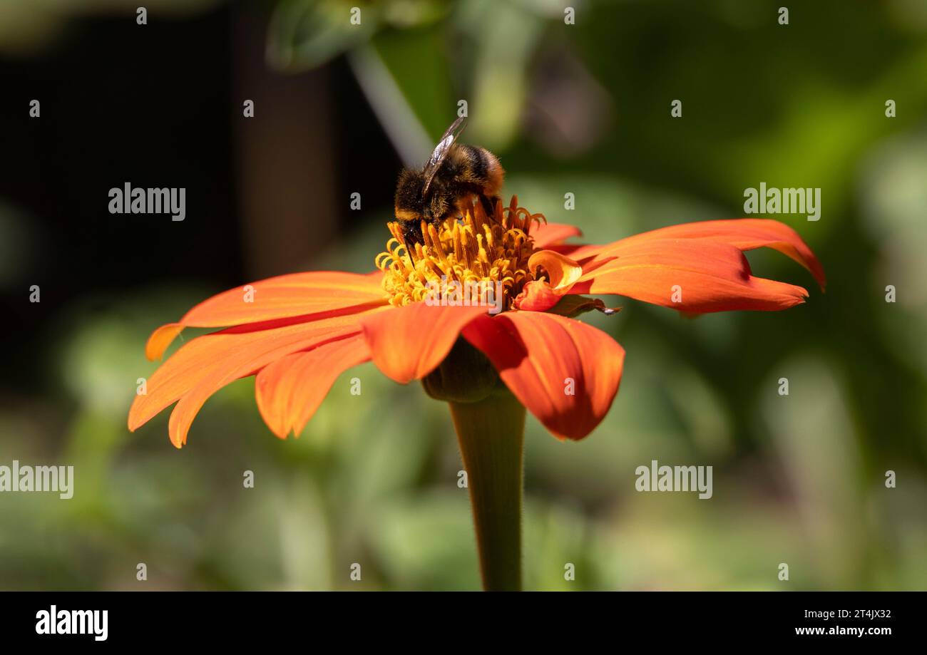 Collecte de pollen d'abeille sur fleur d'oranger, jardin botanique de l'Université de Varsovie, Varsovie, Pologne Banque D'Images