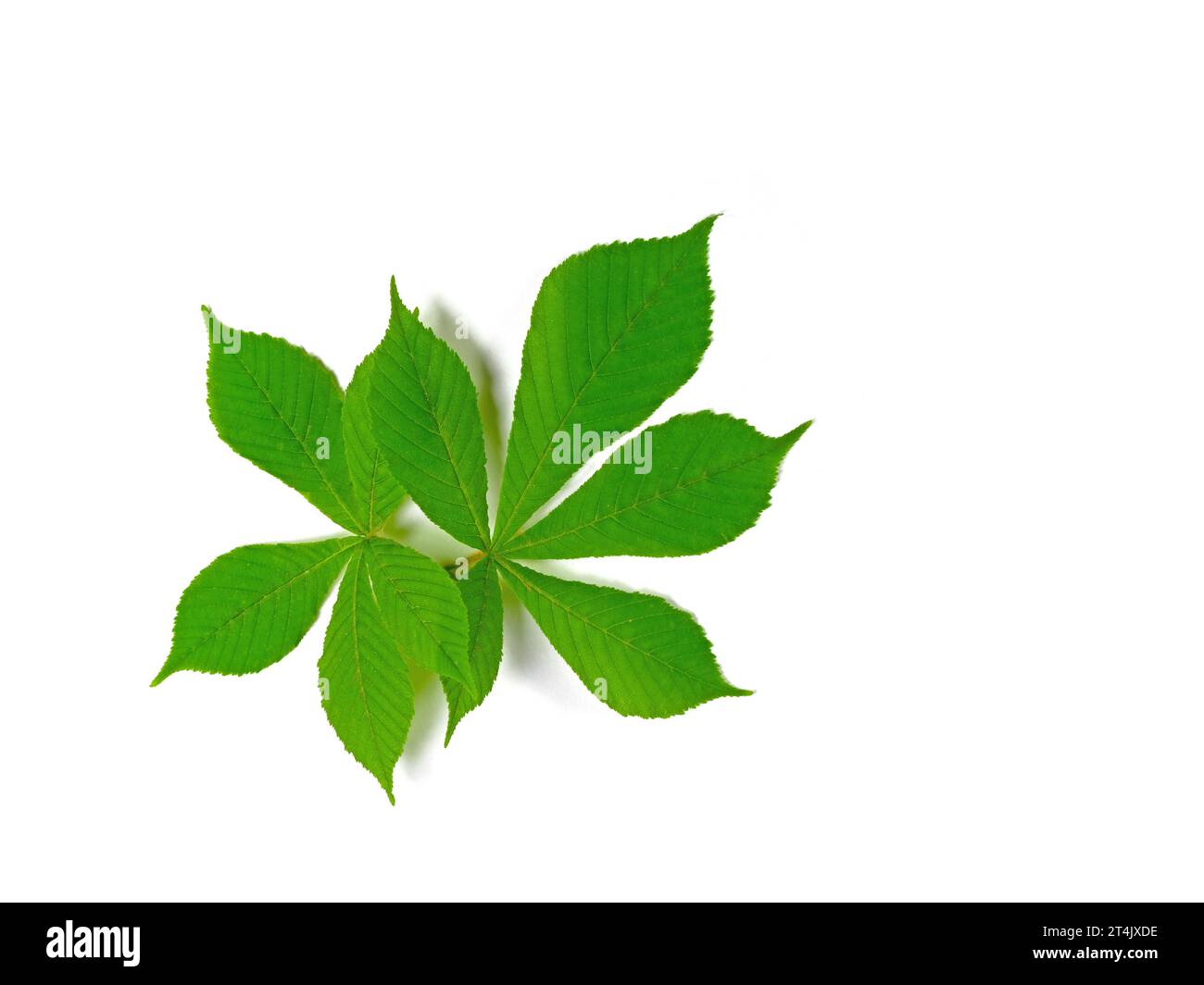 Feuilles de châtaigne de cheval sur fond blanc Banque D'Images