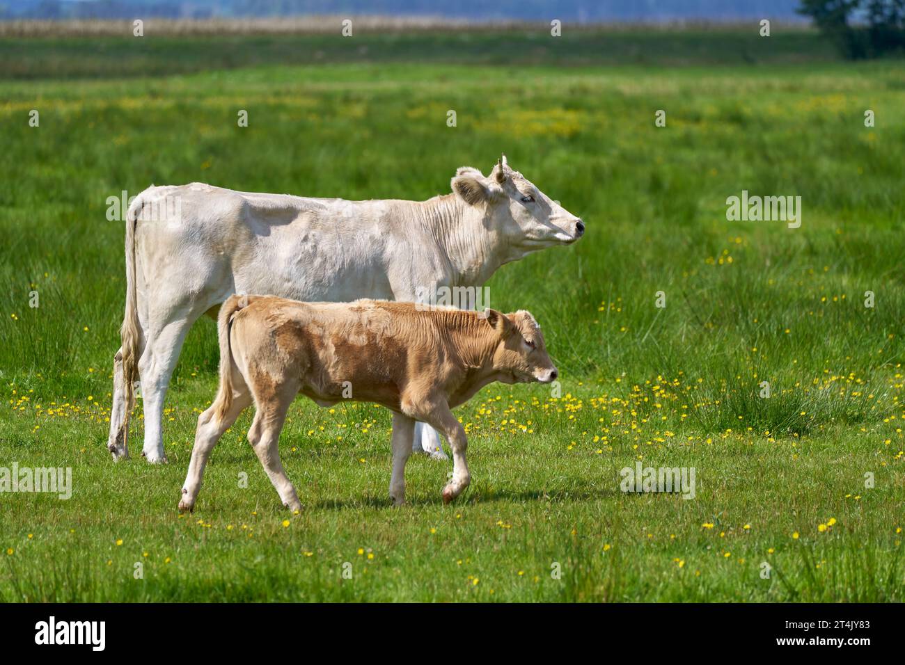 Vache blanche et veau brun marchent ensemble à travers un pré Banque D'Images