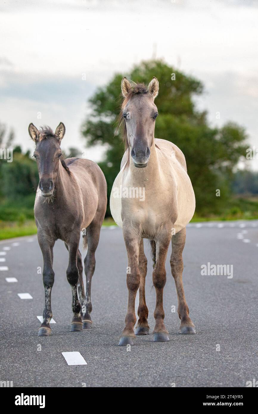 Photo du cheval polonais Konik qui a été prise dans la zone Natura 2000 nommée Loevestein aux pays-Bas. Banque D'Images