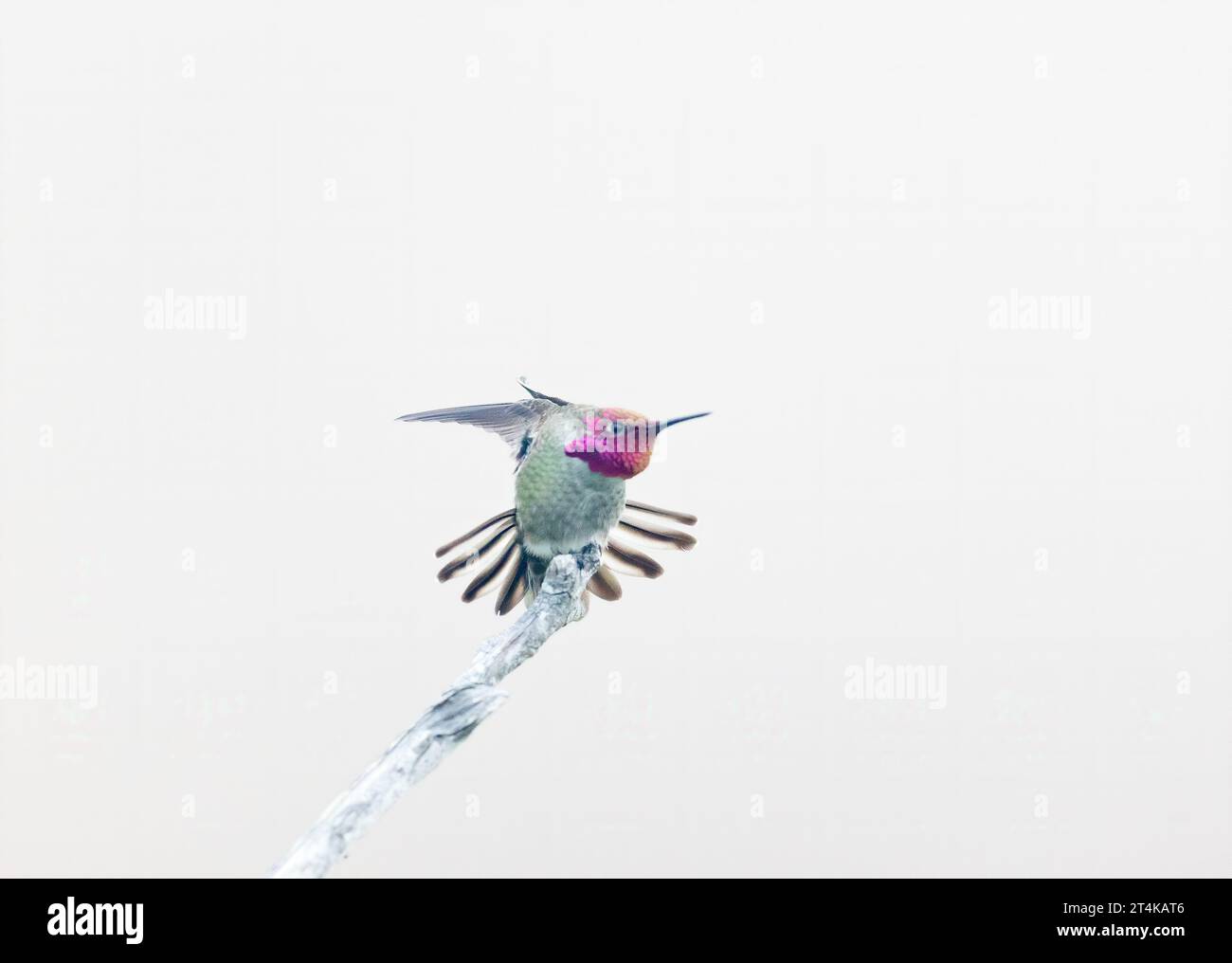 Anna's Hummingbird Male étirant les plumes de la queue et les ailes Banque D'Images