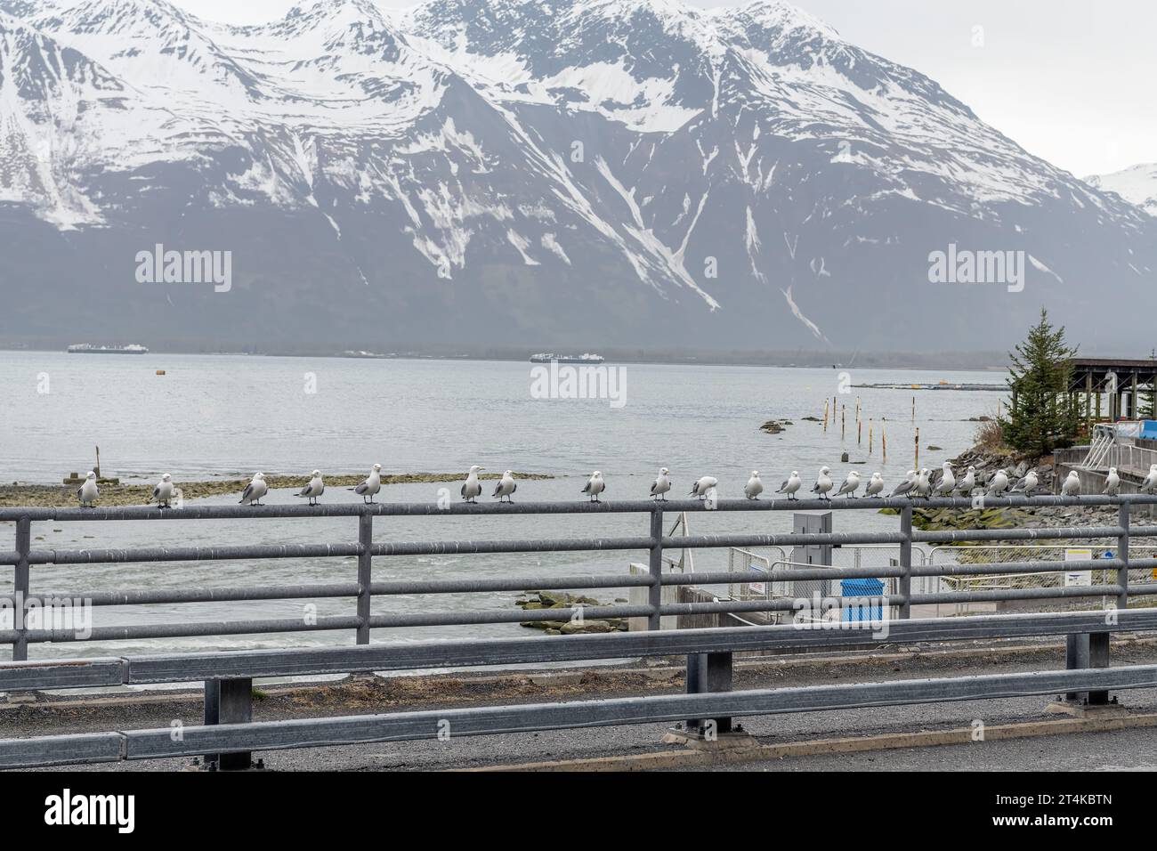 Kittiwakes se sont alignés sur les balustrades d'un pont routier près de Valdez, Alaska, USA Banque D'Images