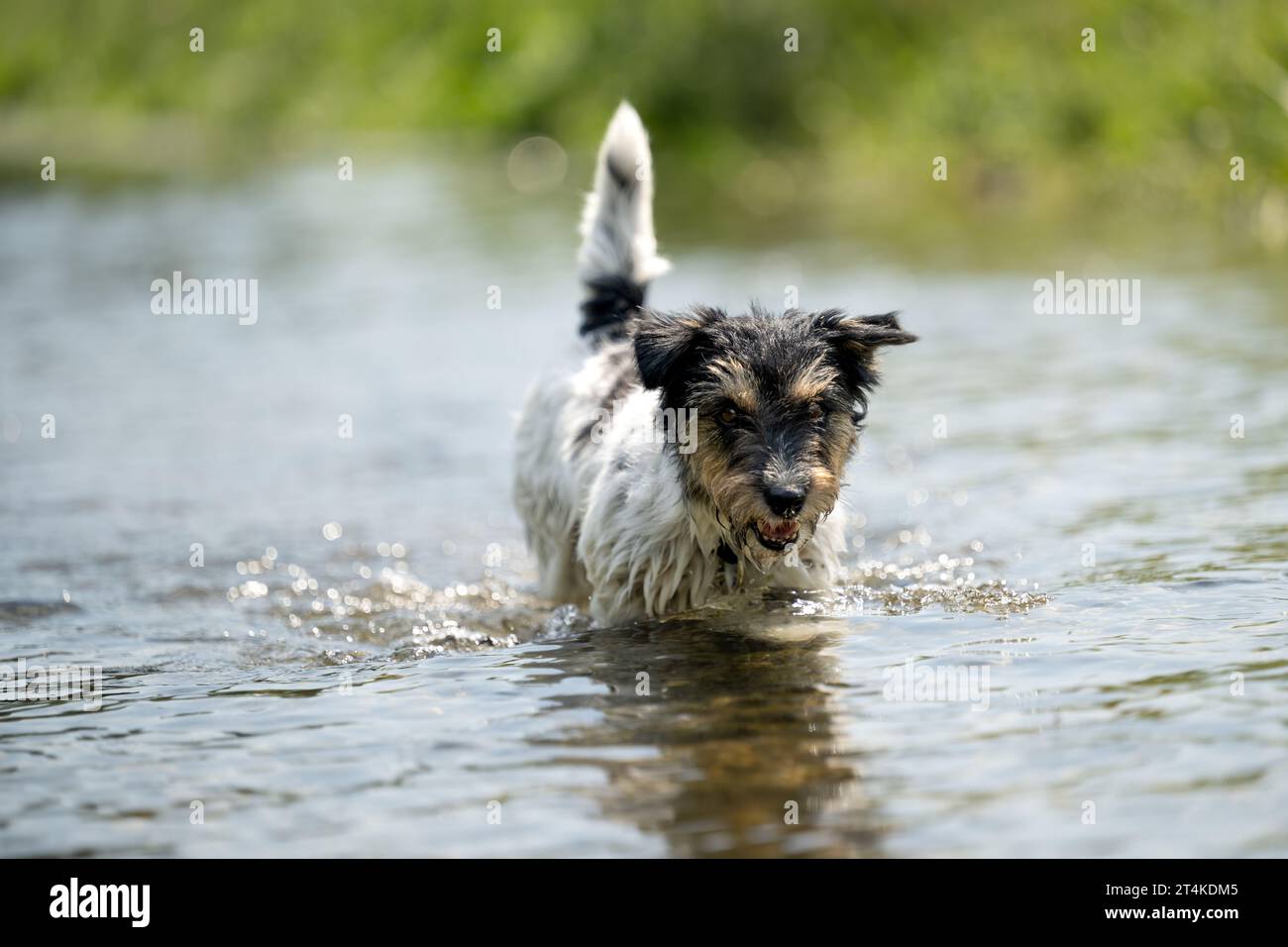 Petit chien de terrier de Jack russell se rafraîchit avec joie dans l'eau Banque D'Images