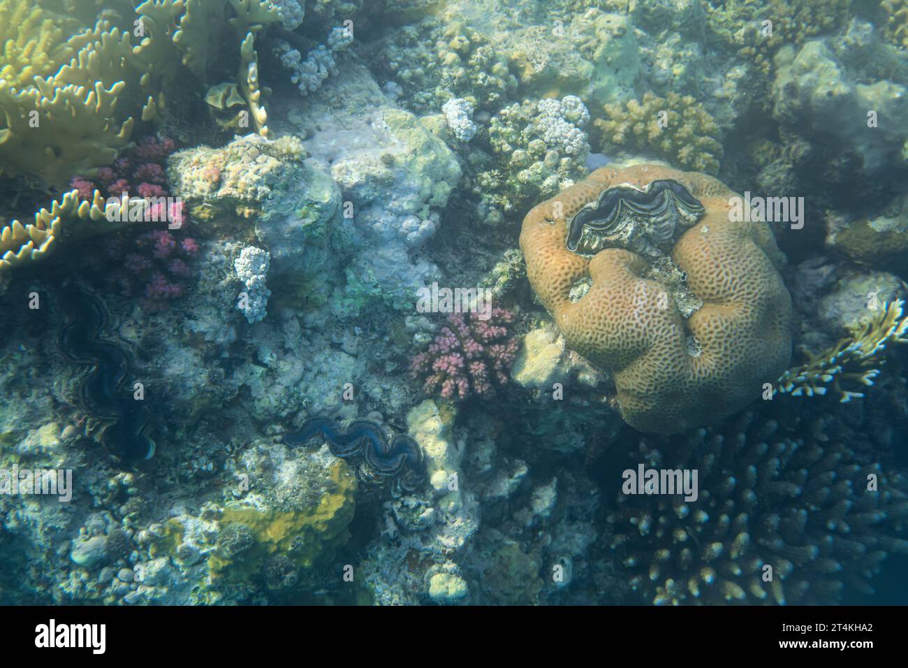 Plongée en apnée en mer Rouge, coraux et vie marine colorée visibles. Banque D'Images