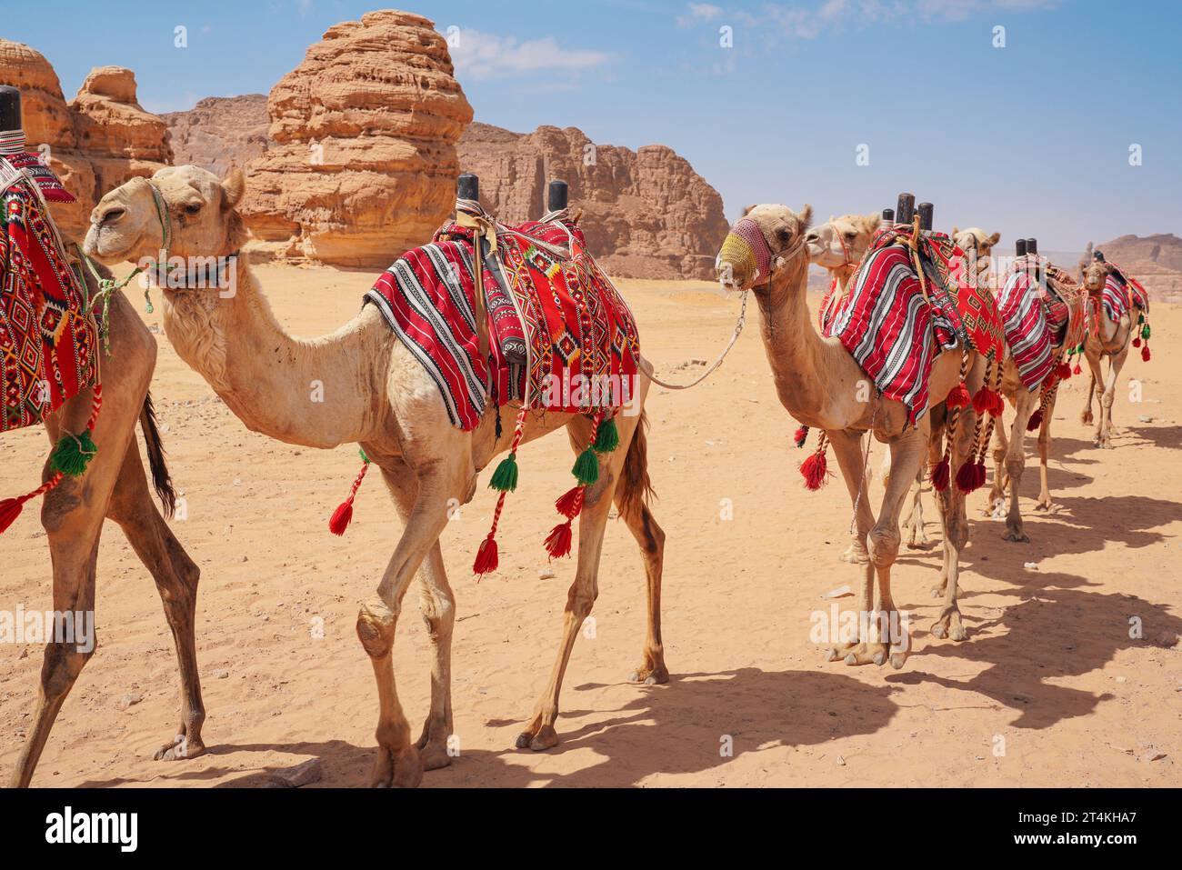 Groupe de chameaux, sièges prêts pour les touristes, marche dans le désert d'Alula par une journée ensoleillée, détail gros plan. Banque D'Images