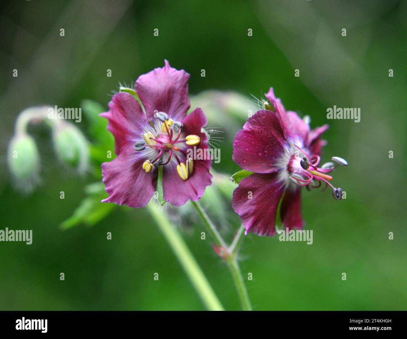 Dans la nature dans la forêt de printemps Geranium phaeum fleurs Banque D'Images
