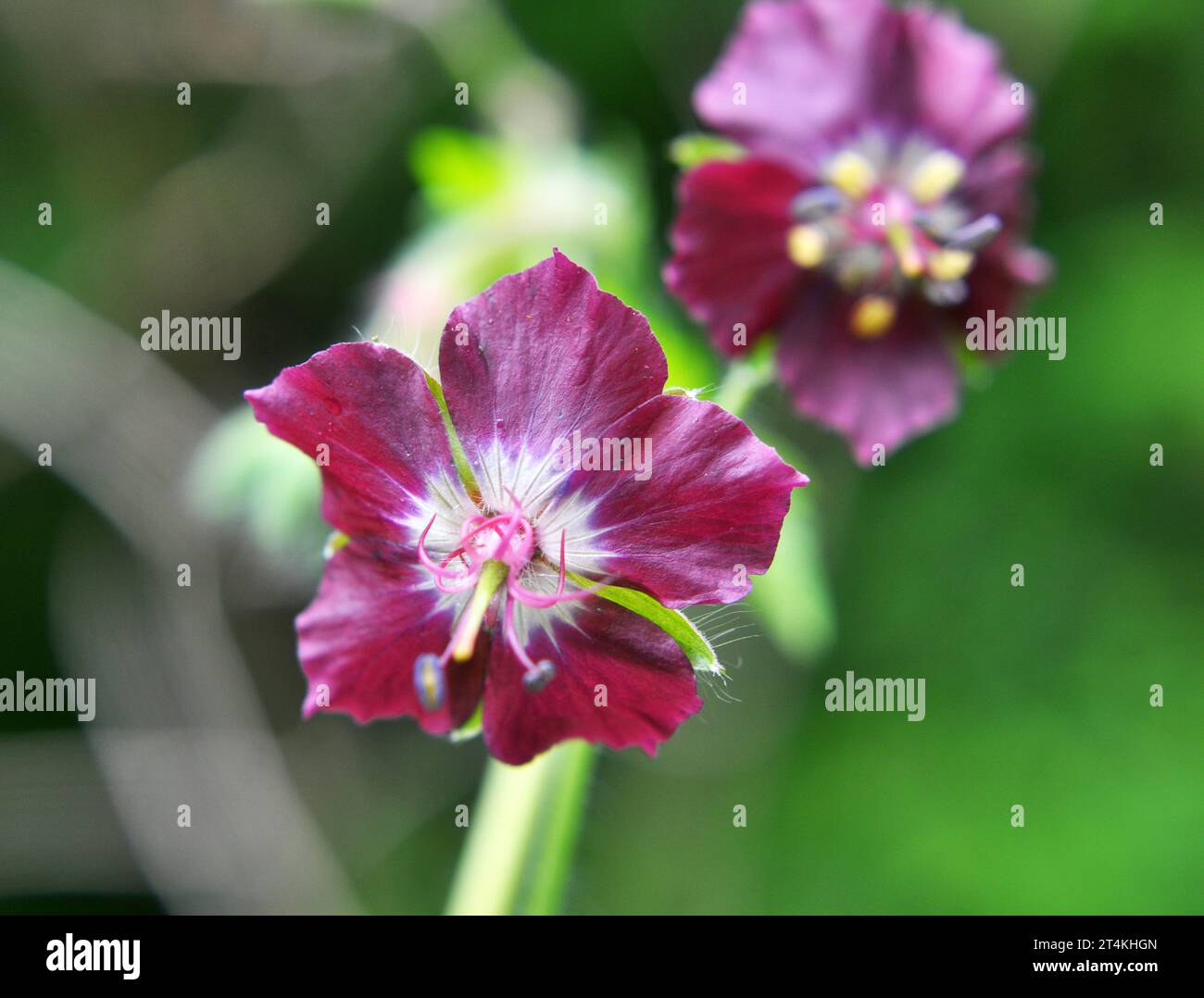 Dans la nature dans la forêt de printemps Geranium phaeum fleurs Banque D'Images