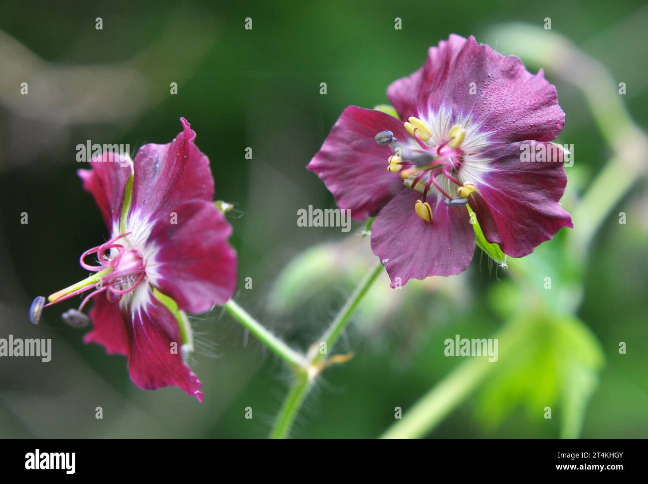 Dans la nature dans la forêt de printemps Geranium phaeum fleurs Banque D'Images