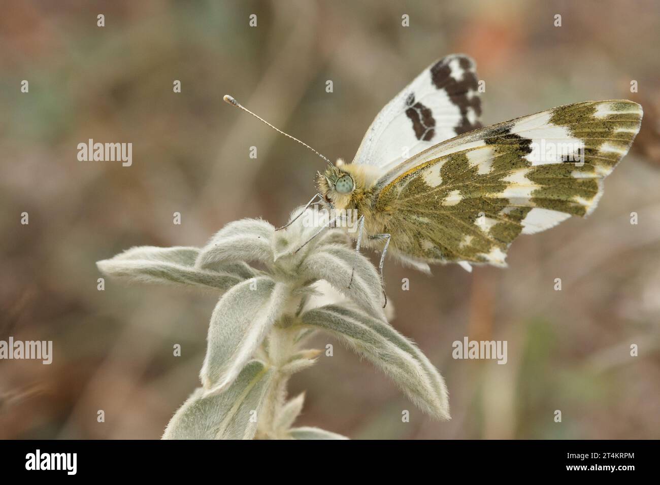 Papillon Pontia daplicice perché sur des feuilles de cistus en automne, Alcoi preventory, Espagne Banque D'Images