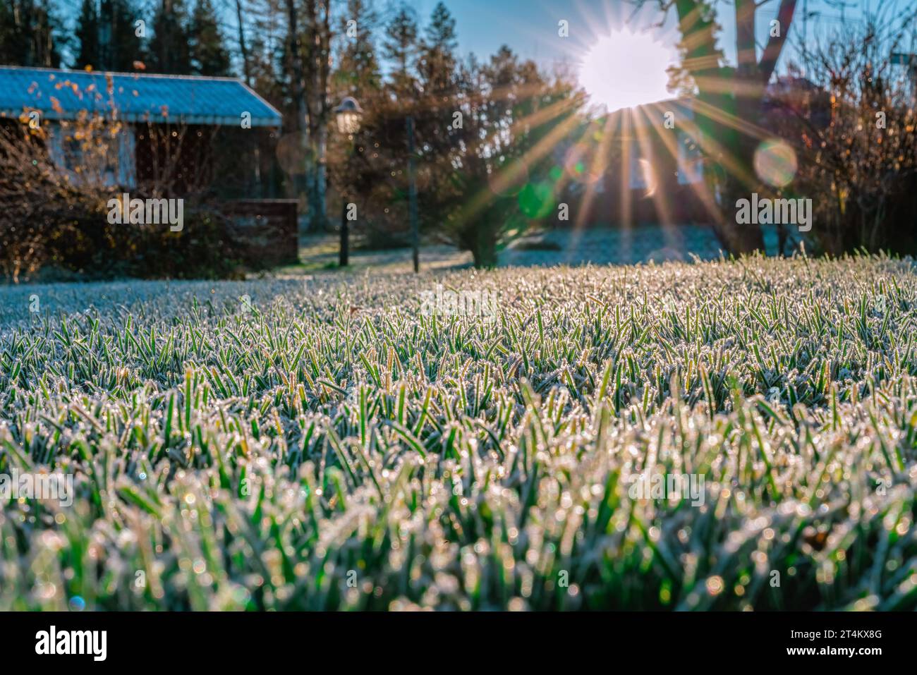 Belle photo de bas niveau en gros plan sur l'herme à l'herbe verte mis en évidence par le soleil bas le jour d'automne. Les rayons du soleil brillent sur le paysage de campagne Banque D'Images