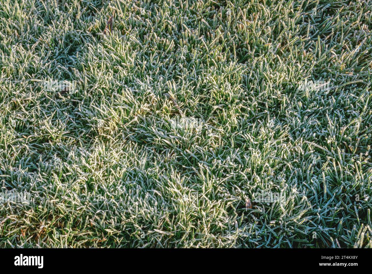 Belle photo sur le rhoarfrost à l'herbe verte mis en évidence par le soleil au jour d'automne. Banque D'Images