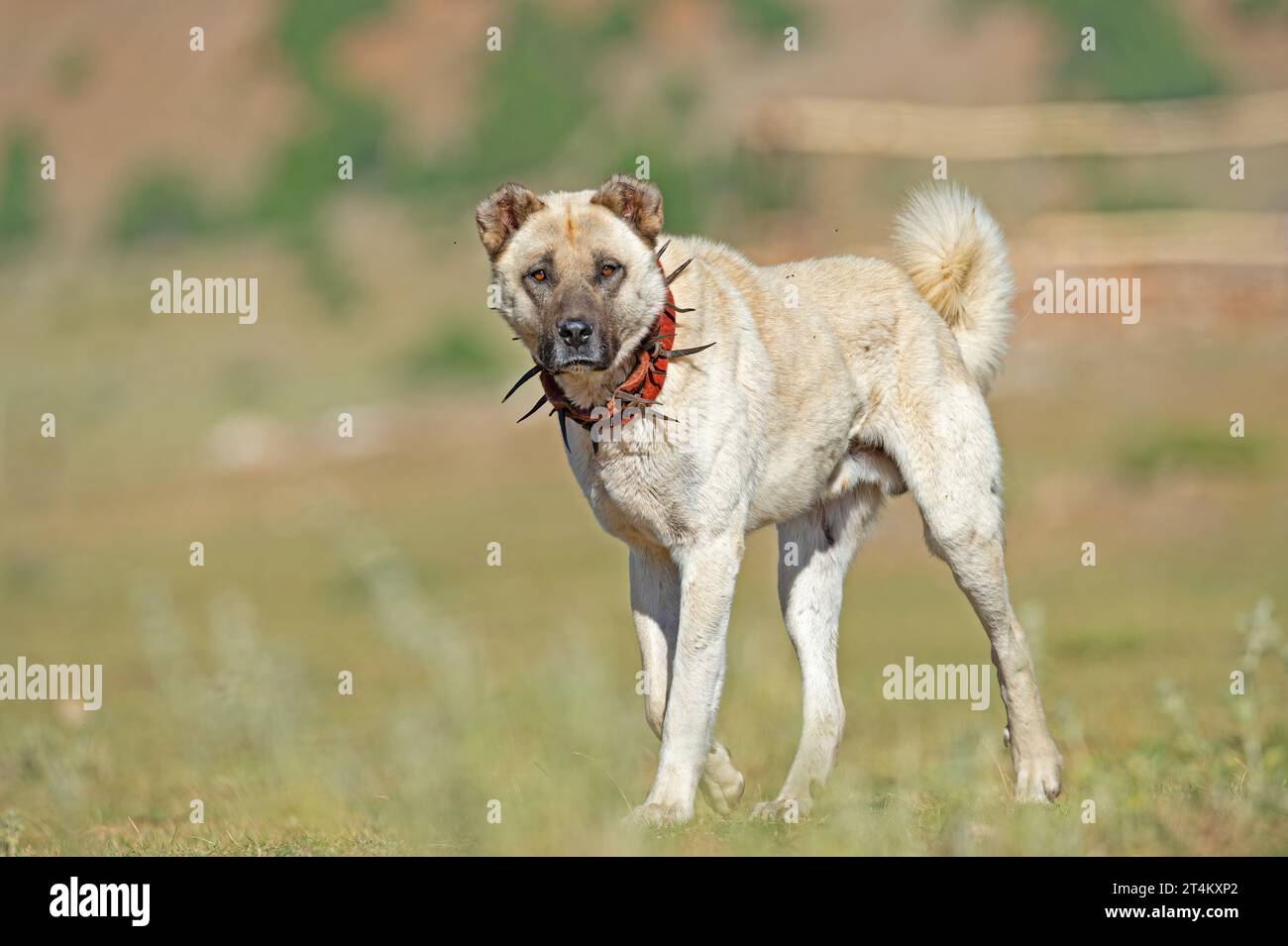 Chien de berger anatolien avec un collier de fer à pointes couché dans le pâturage. (Le collier en fer à pointes protège le cou des chiens contre les loups. Banque D'Images