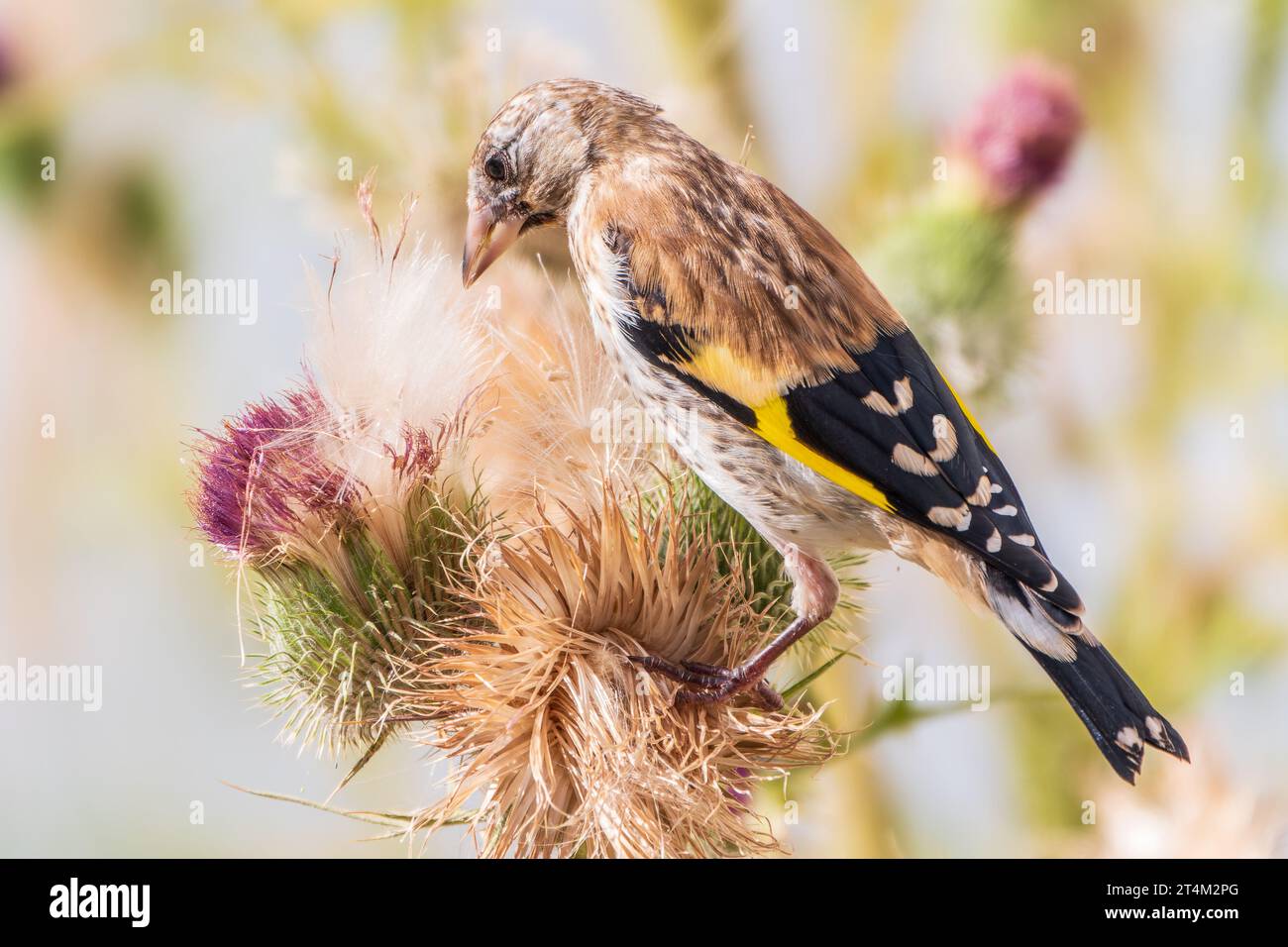 Égolfins européens avec jeunes plumage, se nourrissant des graines de thistles. Jeune européen goldfinch ou simplement goldfinch, nom latin Carduelis carte Banque D'Images