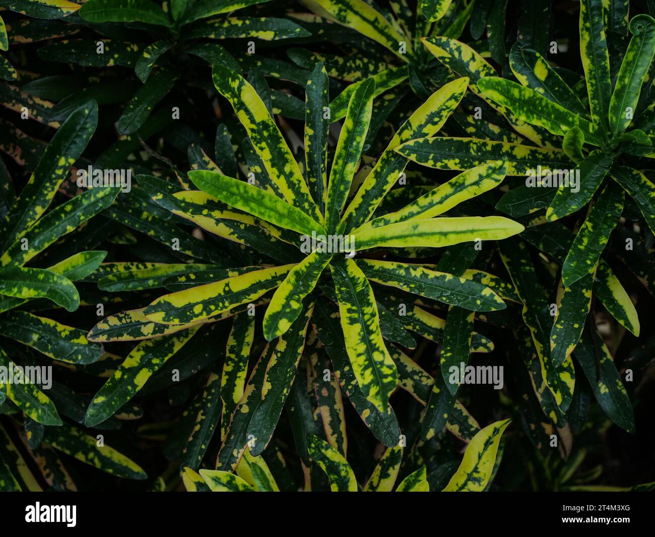 Tissu de fond vert, nature background Banque D'Images