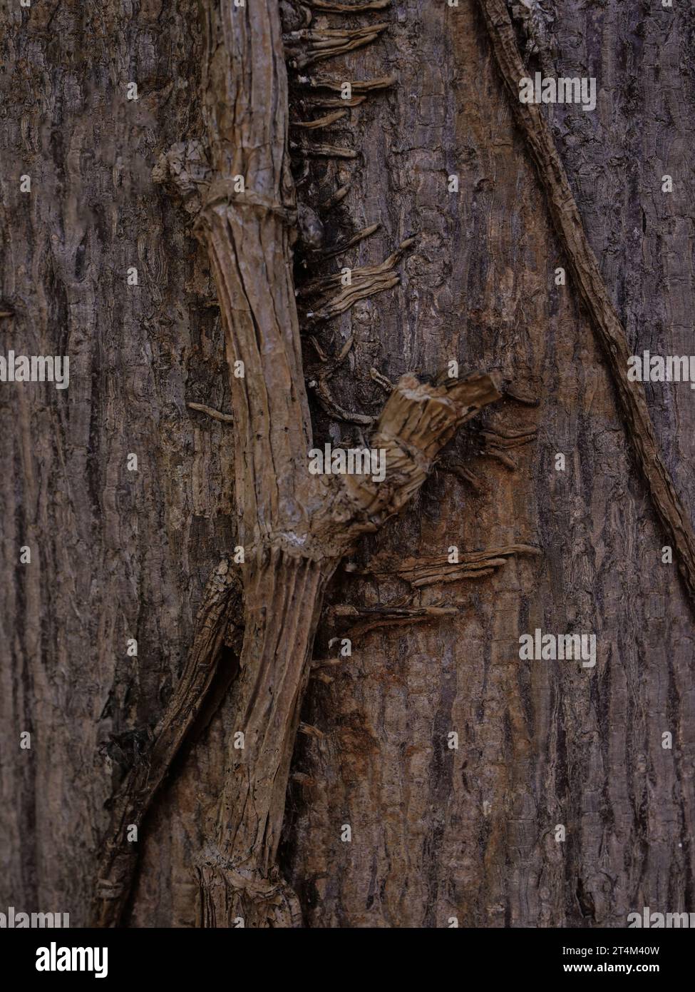 Texture de l'écorce d'arbre entourée de racines végétales Banque D'Images