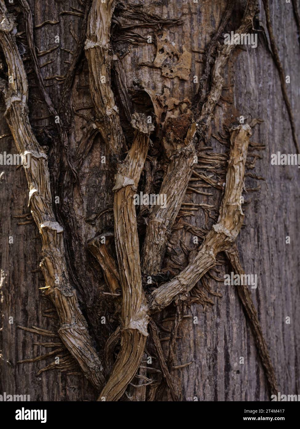 Texture de l'écorce d'arbre entourée de racines végétales Banque D'Images