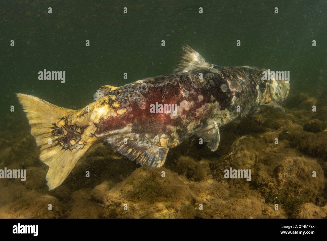 Saumon quinnat (Oncorhynchus tshawytscha) vers la fin de son cycle biologique et près de sa mort après la fraye dans une rivière. Banque D'Images