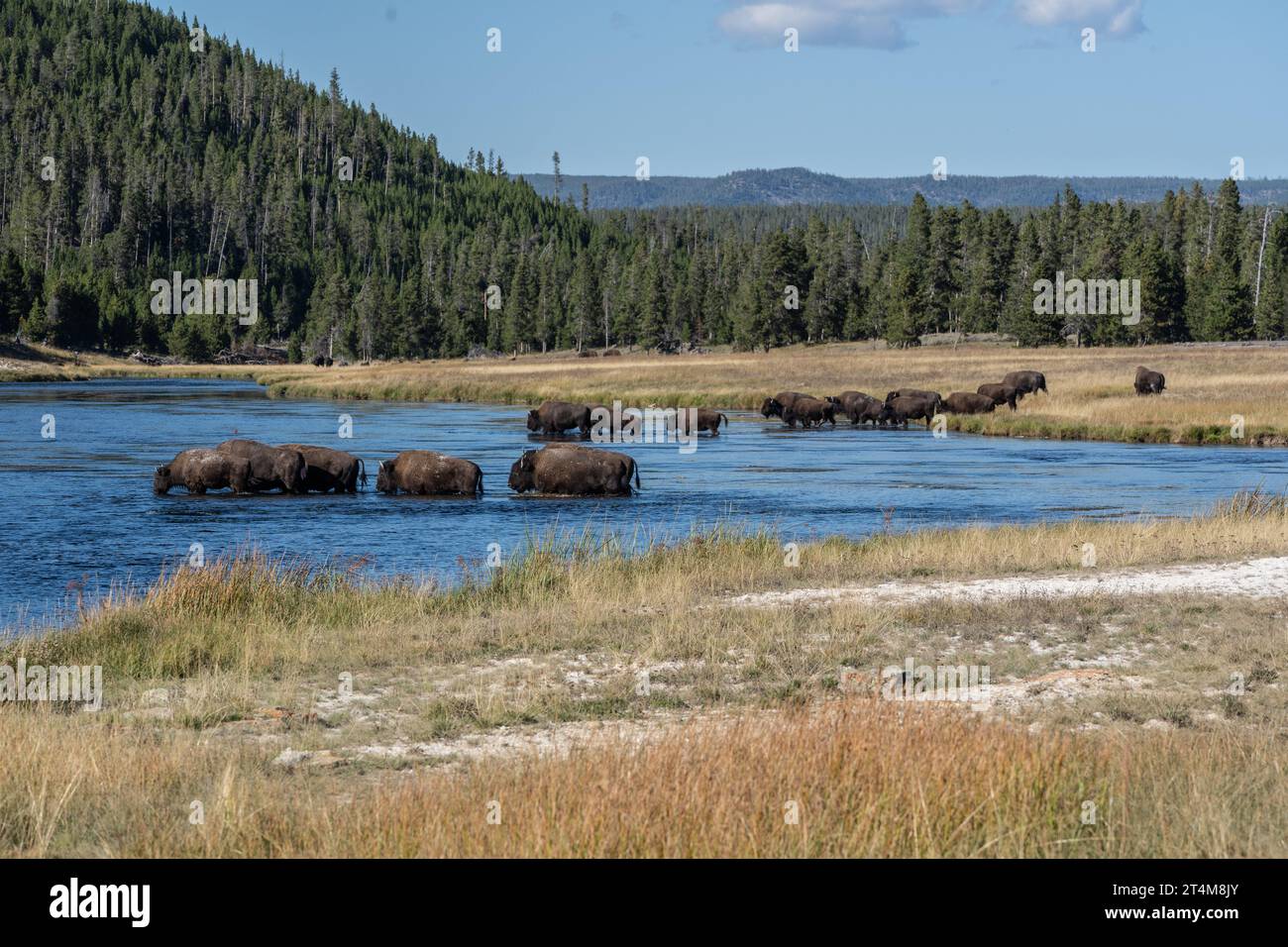 Magnifique paysage de bisons marchant à travers la rivière Firehole dans le parc national de Yellowstone, Banque D'Images