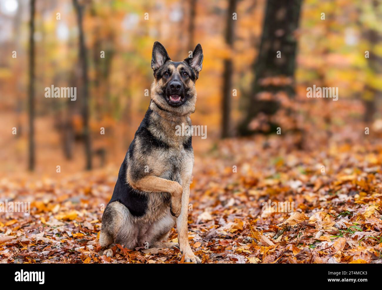 Shepard allemand entouré par le feuillage d'automne du Connecticut Banque D'Images