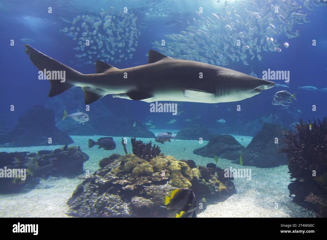 Requin tigre de sable sous l'eau Banque D'Images