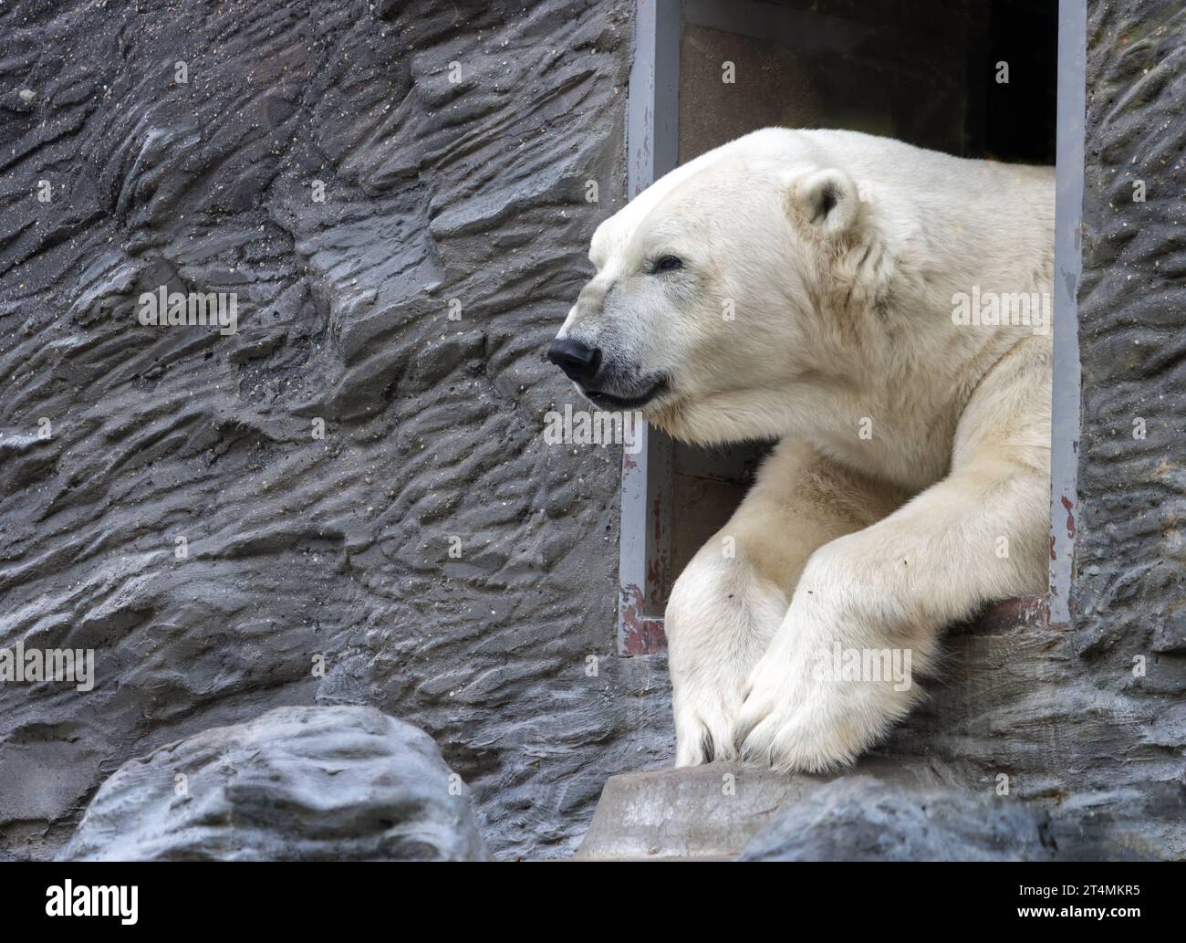 Un ours polaire regarde de l'entrée dans le mur Banque D'Images