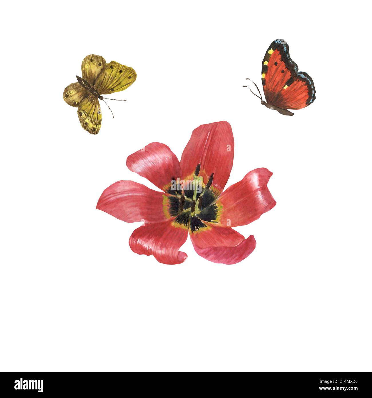 Tulipe de fleur d'aquarelle et papillons. Fleur botanique florale. Elément d'illustration isolé. Illustration aquarelle sur fond blanc. Banque D'Images