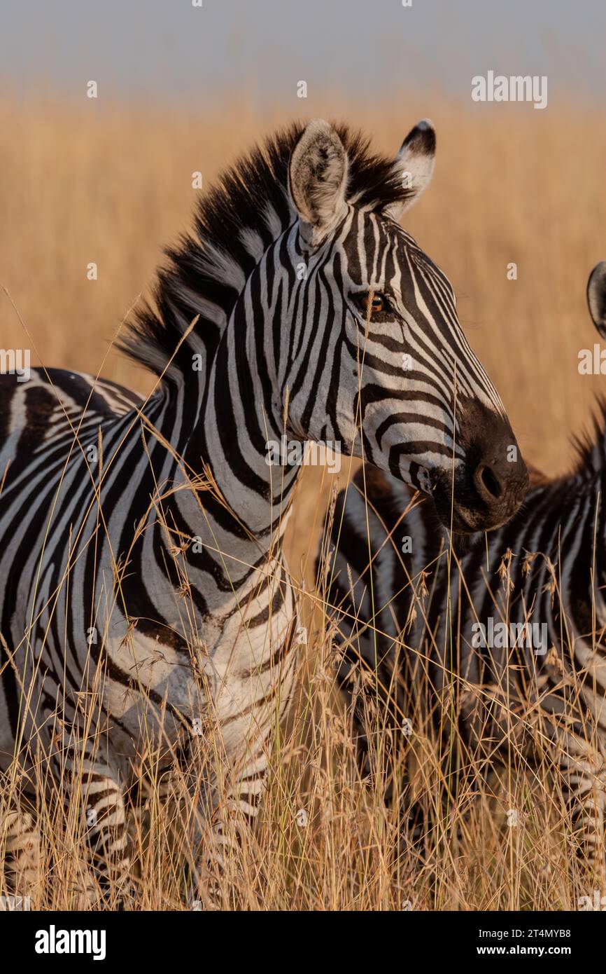 Zèbres au Masai Mara, Nairobi, Amboseli, Kenya, Afrique Banque D'Images