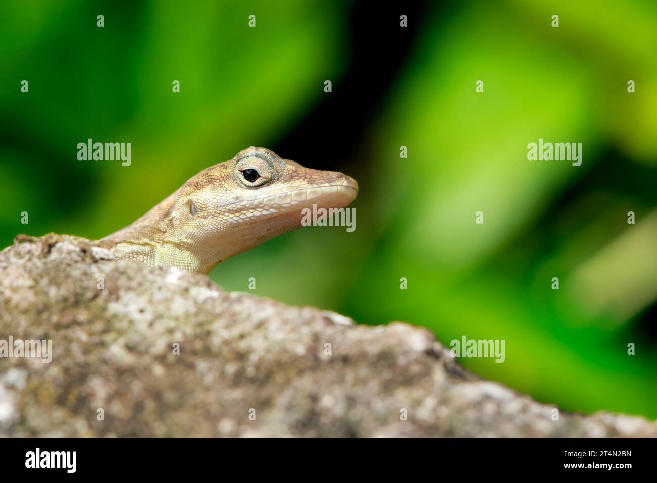 Un anole de Saban (Anolis sabanus) culminant au-dessus d'un rocher. Banque D'Images